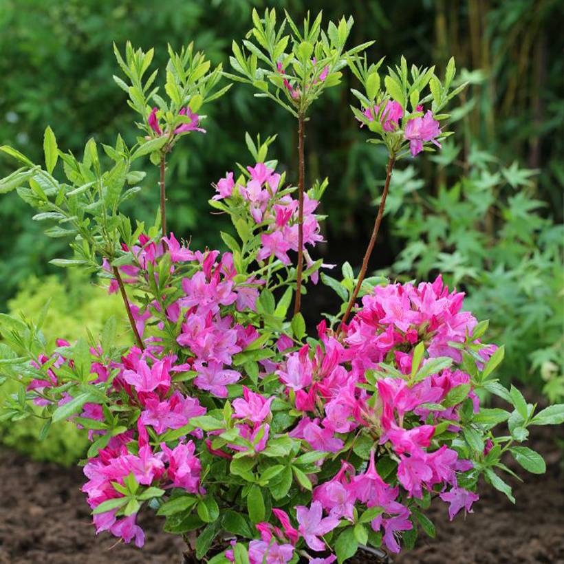 Promesse de Fleurs - Azalée de Chine Fraseri - Rhododendron  Pot de 4L/5L