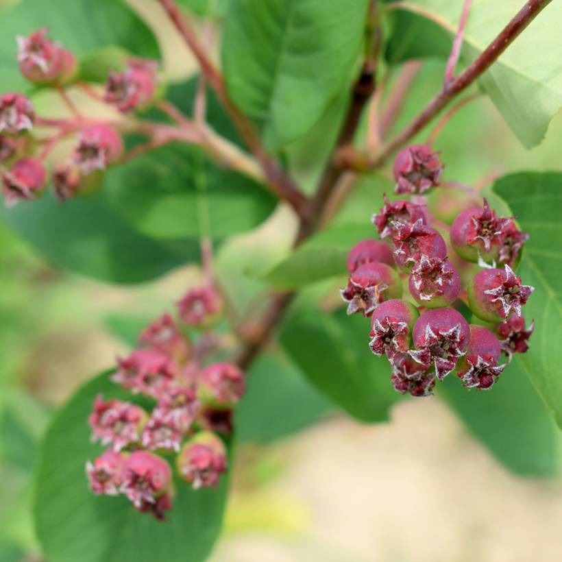 Promesse de Fleurs - Amélanchier alnifolia Martin - Amélanchier à feuilles d'aulne Pot de 1,5L/2L, Touffe