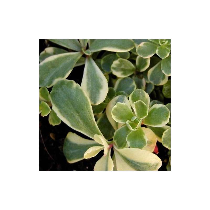 Orpin kamtschaticum Variegatum, Sedum à fleurs Jaune/ - feuillage Persistant - Godet - 5/20 cm - Imagen 2