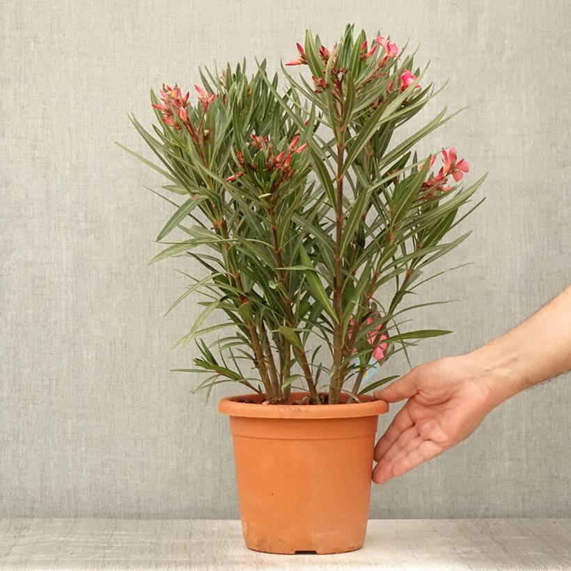 Laurier rose Papa Gambetta - Nerium oleander Pot de 2L/3L, Buisson, Touffe - Image 2
