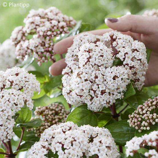 Viburnum tinus Rock'n Rolla - Laurier tin Pot de 3L/4L