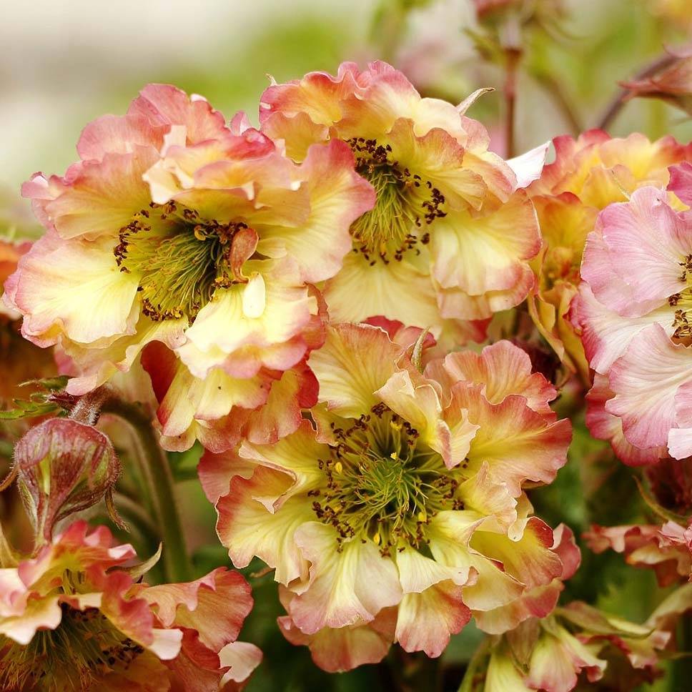 Promesse de Fleurs - Geum Pretticoats Peach - Benoîte  Godet de 8/9 cm