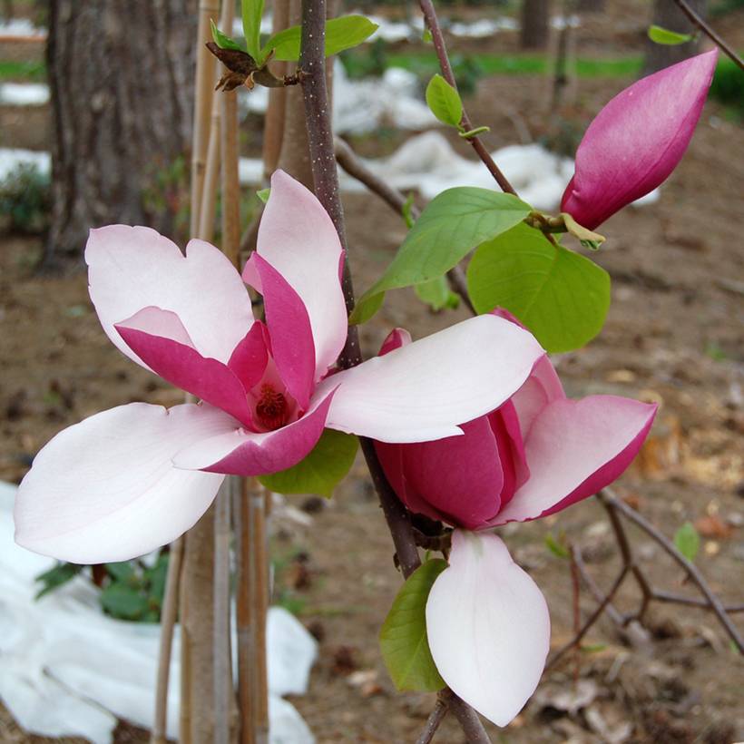 Magnolia Frank's Masterpiece Pot de 3L/4L - Image 1