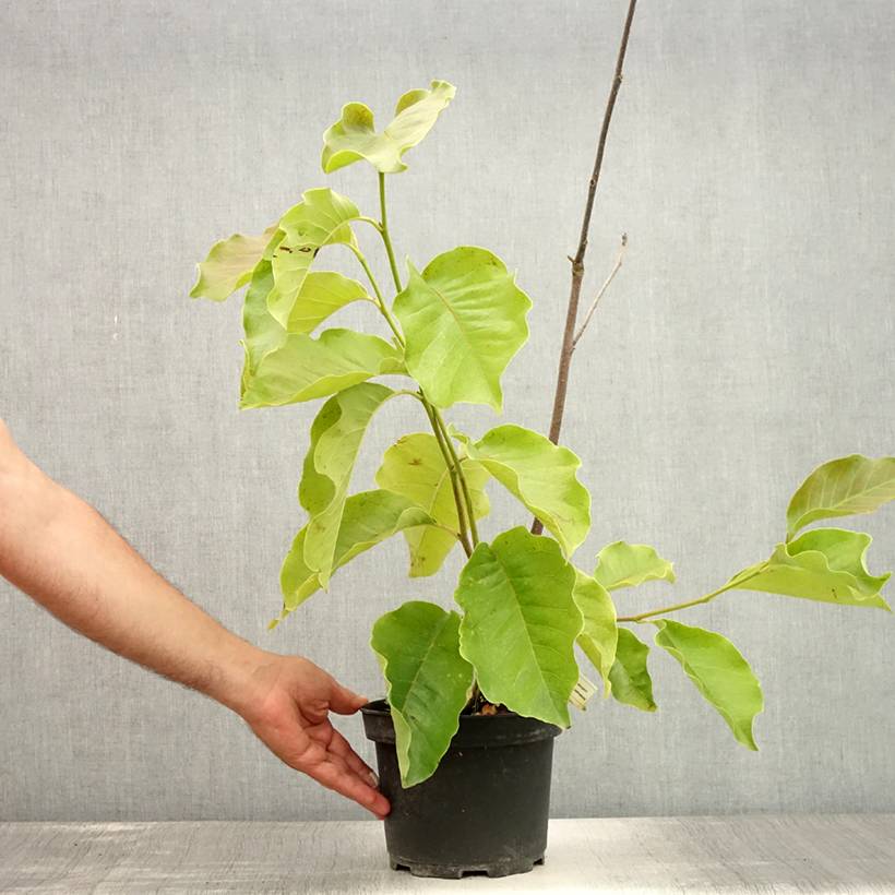 Magnolia Frank's Masterpiece Pot de 3L/4L - Image 2