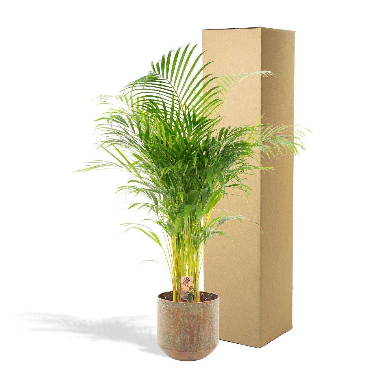 La Green Touch - Palmier Areca XL et son cache h130cm 130cm - Plante d'intérieur- La Green Touch - Imagen 5