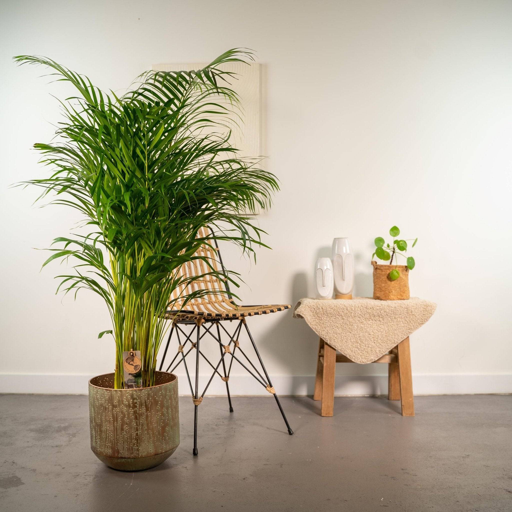 La Green Touch - Palmier Areca XL et son cache h130cm 130cm - Plante d'intérieur- La Green Touch - Imagen 3
