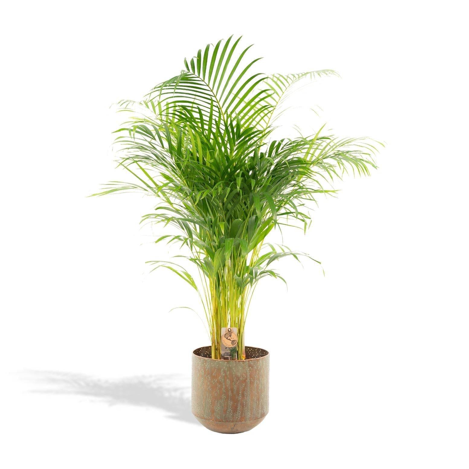 La Green Touch - Palmier Areca XL et son cache h130cm 130cm - Plante d'intérieur- La Green Touch - Imagen 2