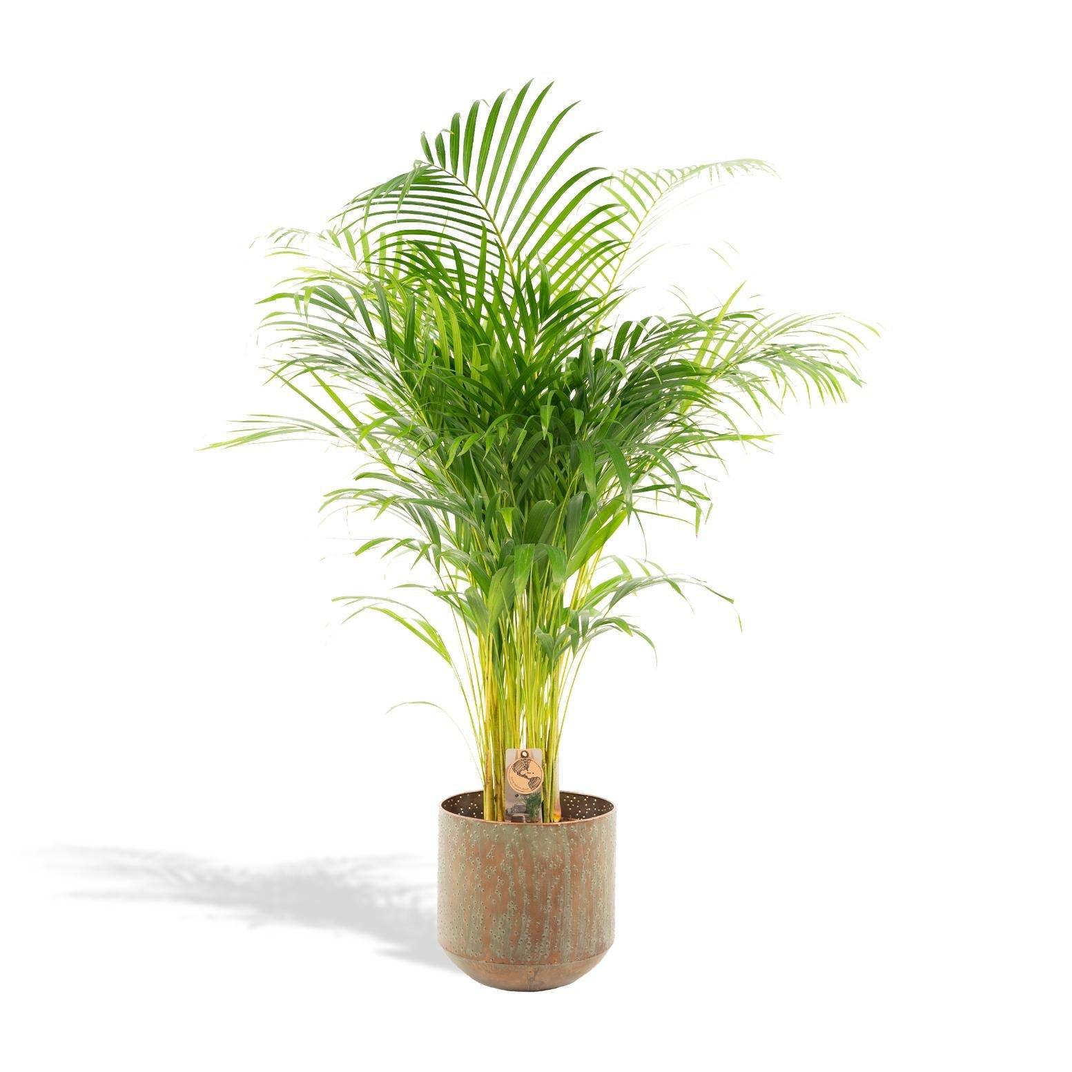 La Green Touch - Palmier Areca XL et son cache h130cm 130cm - Plante d'intérieur- La Green Touch - Imagen 1
