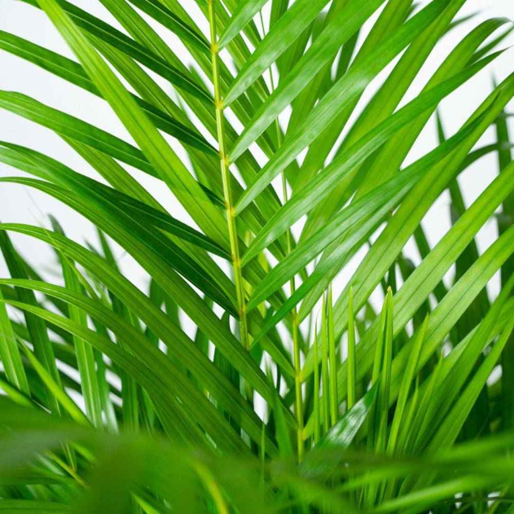 La Green Touch - Palmier Areca XL et son cache h130cm 130cm - Plante d'intérieur- La Green Touch - Imagen 4