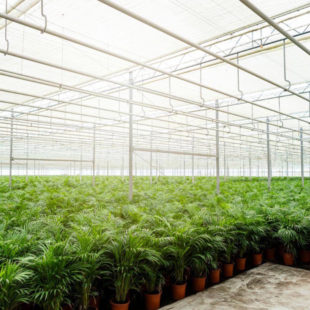 La Green Touch - Palmier Areca XL et son cache h130cm 130cm - Plante d'intérieur- La Green Touch - Imagen 7