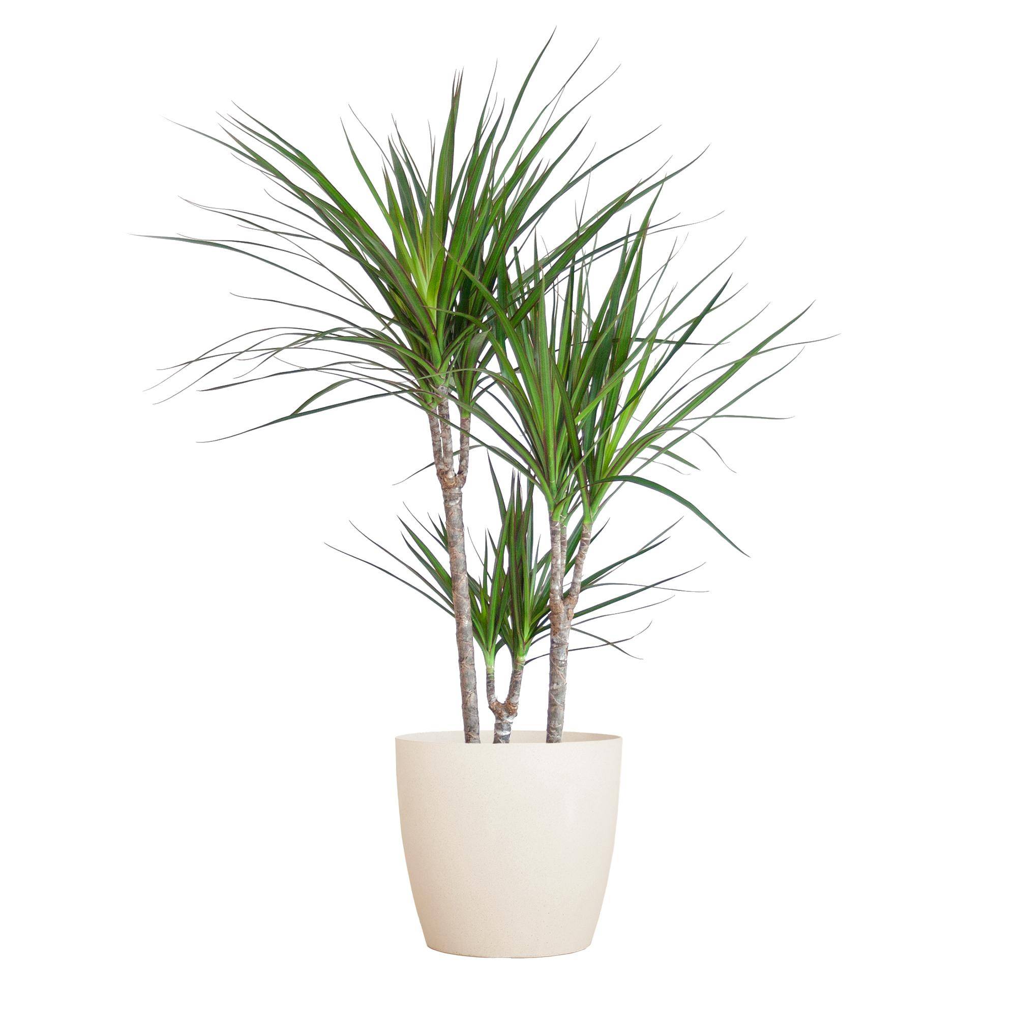 Dracaena Marginata - Pot de 21cm - Blanc - Plantes d'intérieur