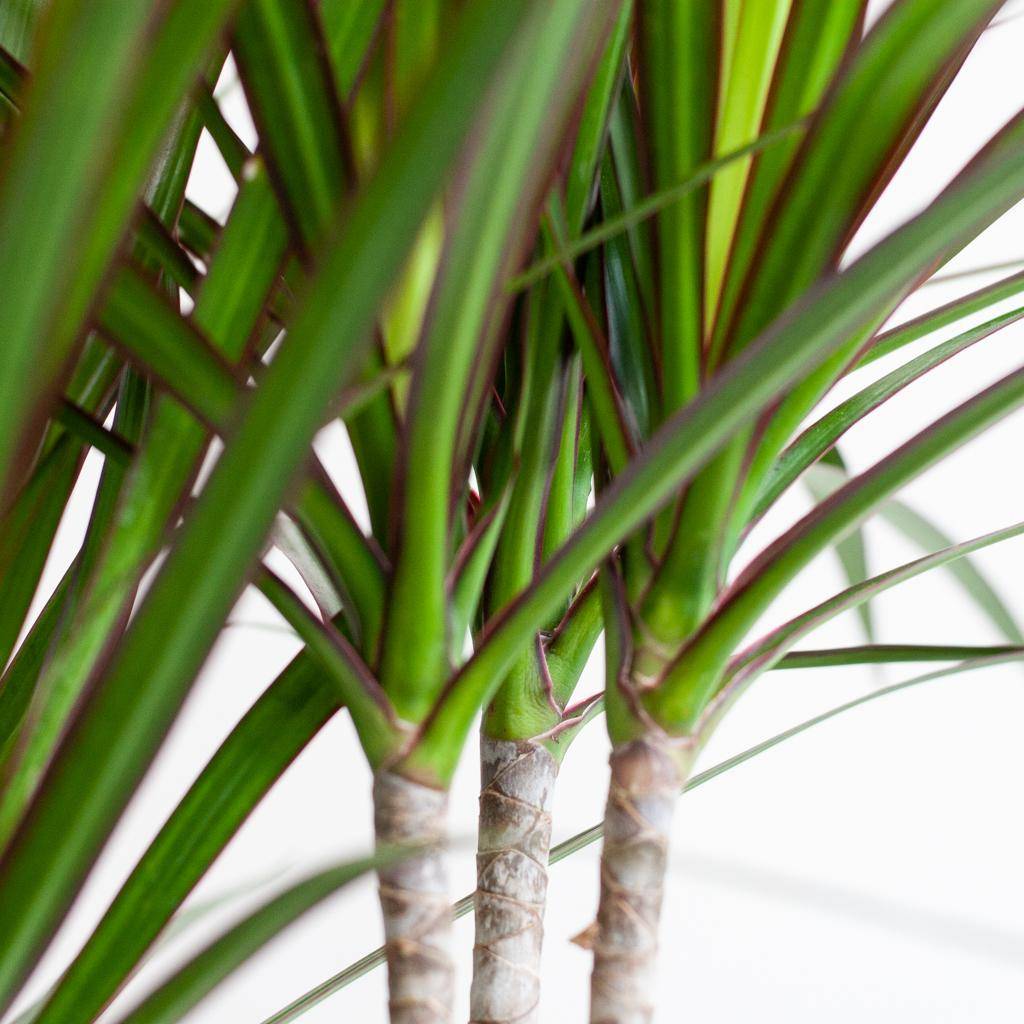 Dracaena Marginata - Pot de 21cm - Blanc - Plantes d'intérieur - Image 4