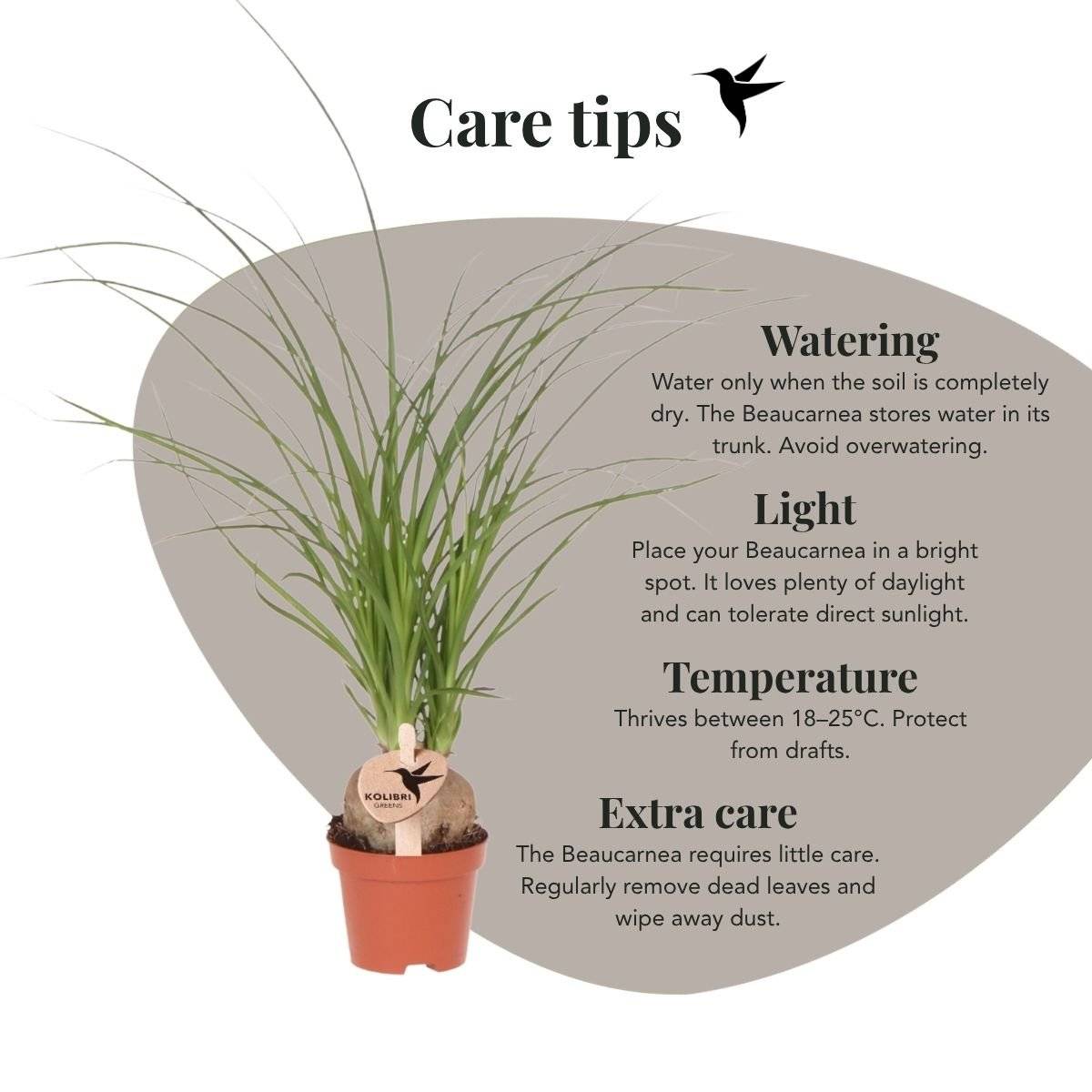 Beaucarnea - Ø6cm - ↕25cm - Plantes d'intérieur - Image 3
