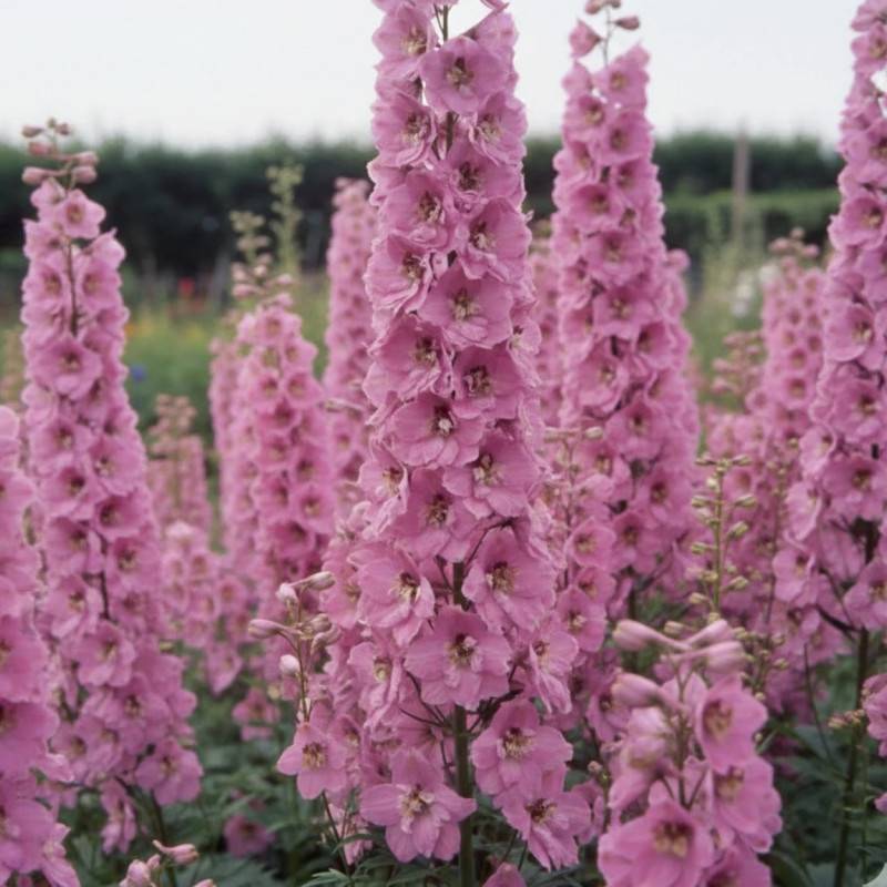 Pied-d'alouette Astolat, Delphinium à fleurs Rose/ - feuillage Caduc - Godet - 5/20 cm - Imagen 1
