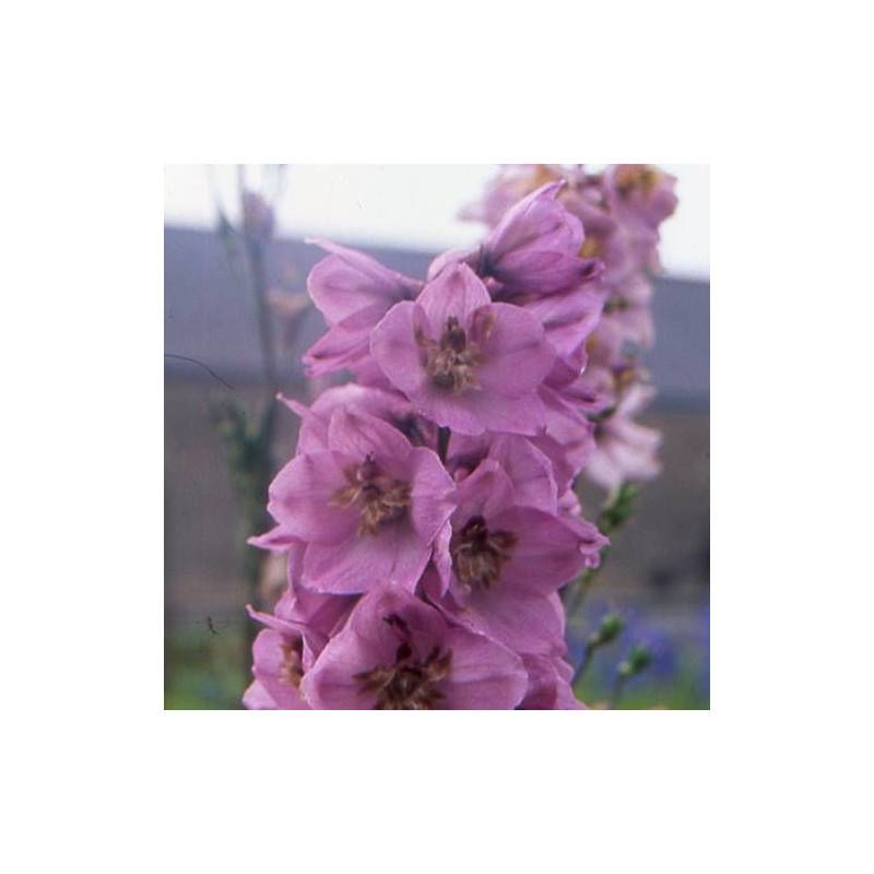 Pied-d'alouette Astolat, Delphinium à fleurs Rose/ - feuillage Caduc - Godet - 5/20 cm - Imagen 2
