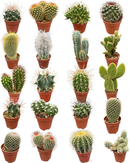 La Green Touch - Mélange de 20 Cactus et Succulentes- La Green Touch - Image 1