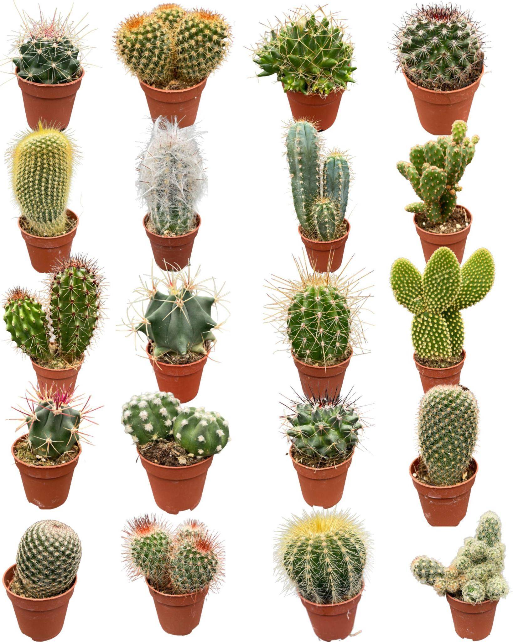 La Green Touch - Mélange de 20 Cactus et Succulentes- La Green Touch - Image 1