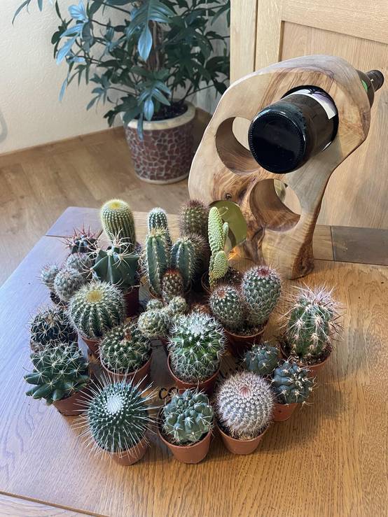 La Green Touch - Mélange de 20 Cactus et Succulentes- La Green Touch - Image 2