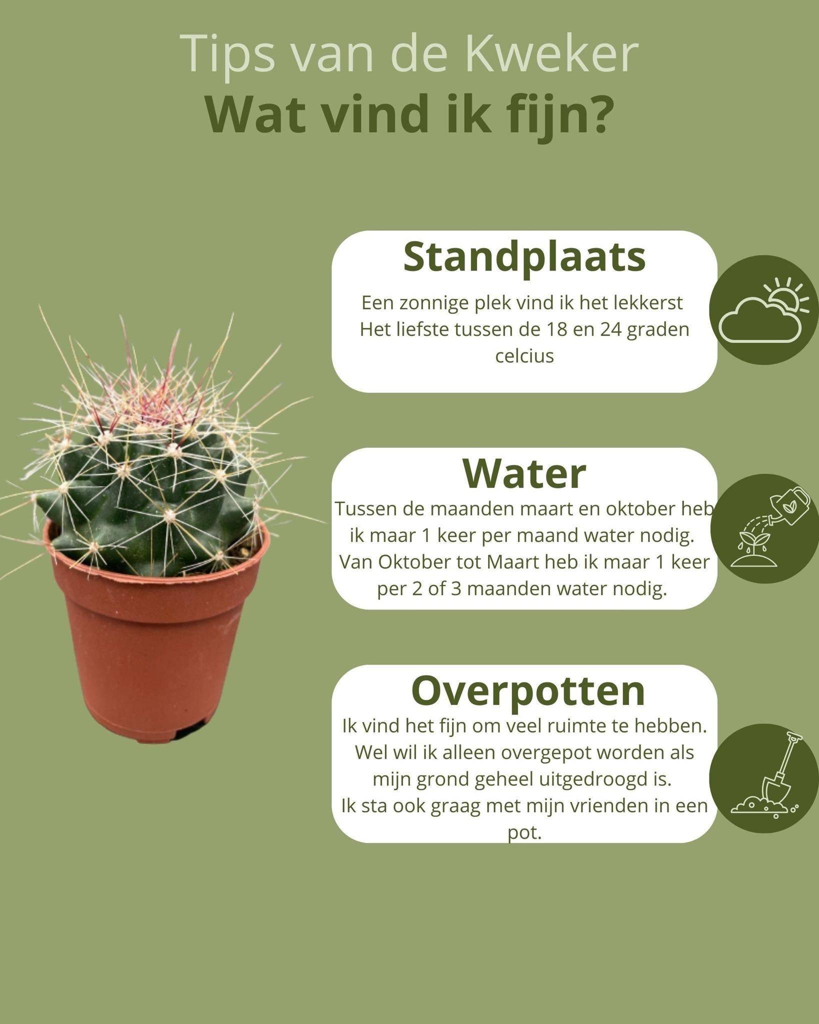 La Green Touch - Mélange de 20 Cactus et Succulentes- La Green Touch - Image 4