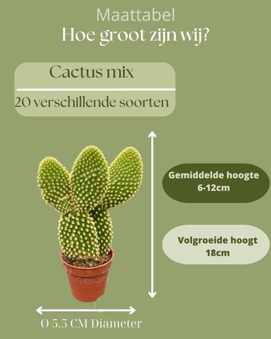 La Green Touch - Mélange de 20 Cactus et Succulentes- La Green Touch - Image 3