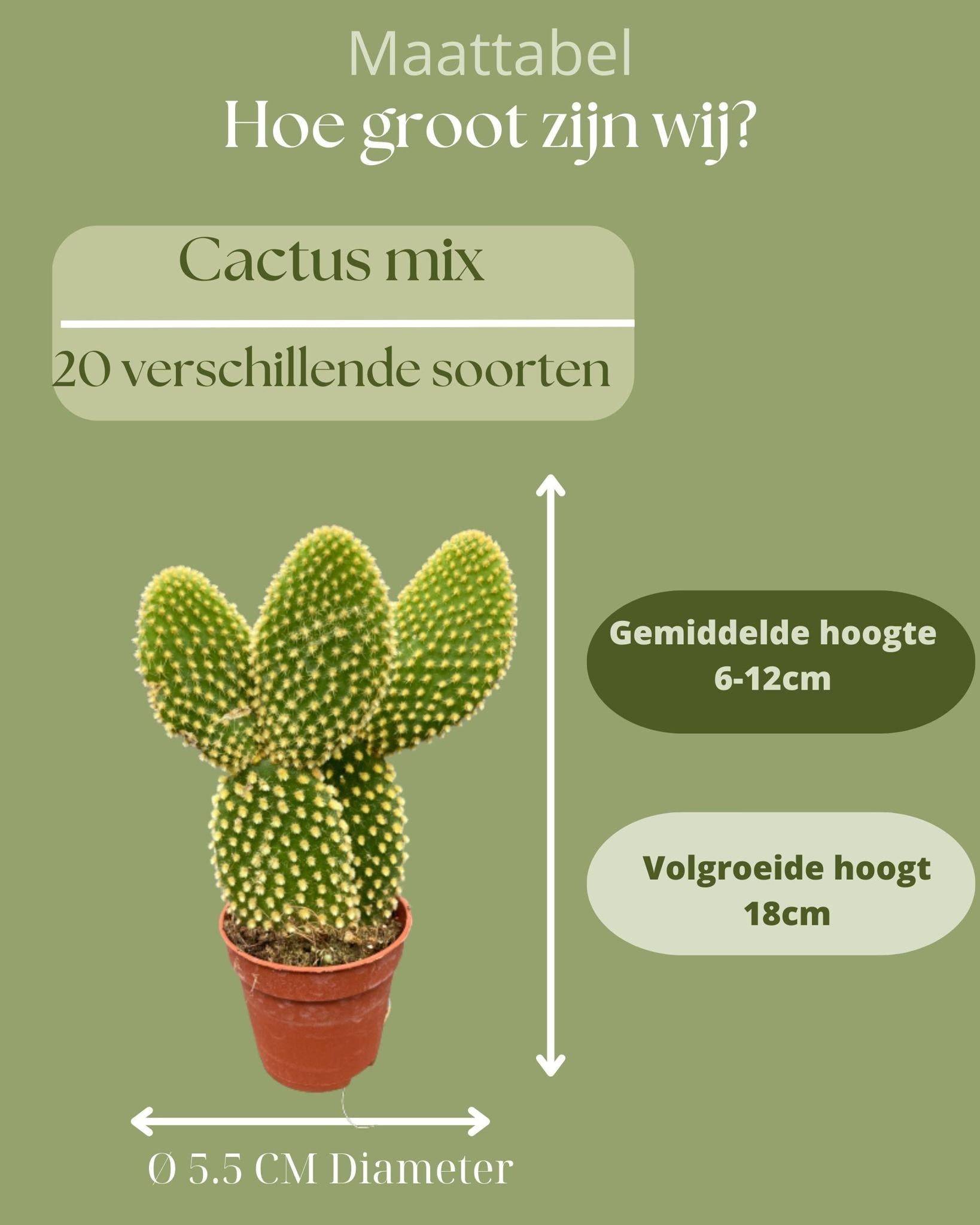 La Green Touch - Mélange de 20 Cactus et Succulentes- La Green Touch - Image 3