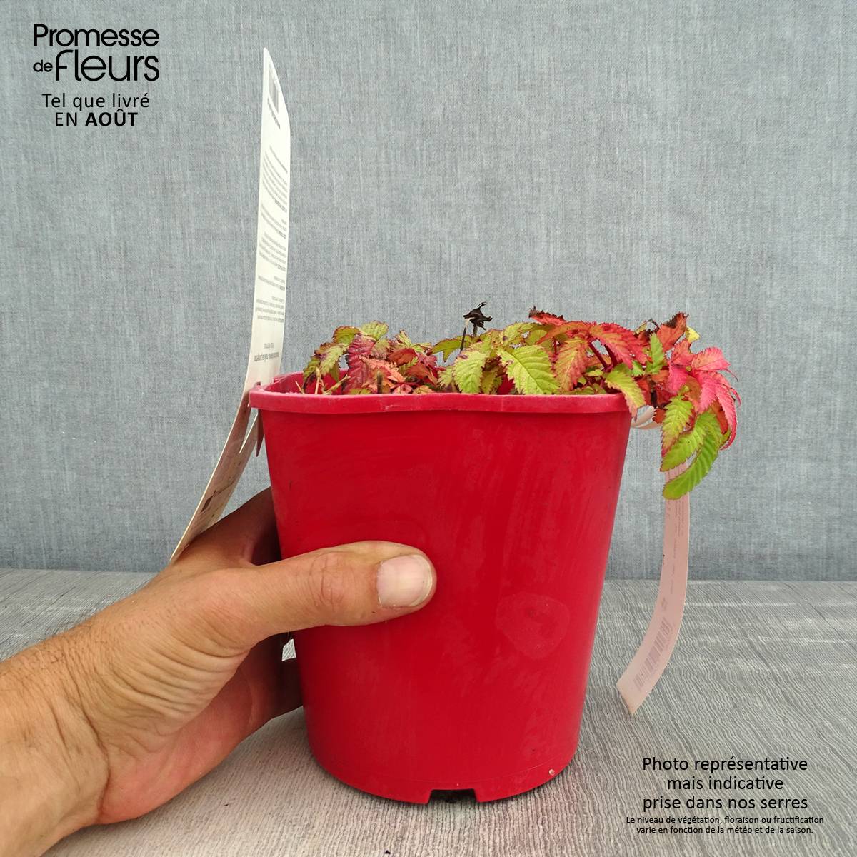 Rubus illecebrosus - Framboisier fraise japonais Pot de 2L/3L - Image 2