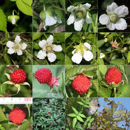 Rubus illecebrosus - Framboisier fraise japonais Pot de 2L/3L - Image 1