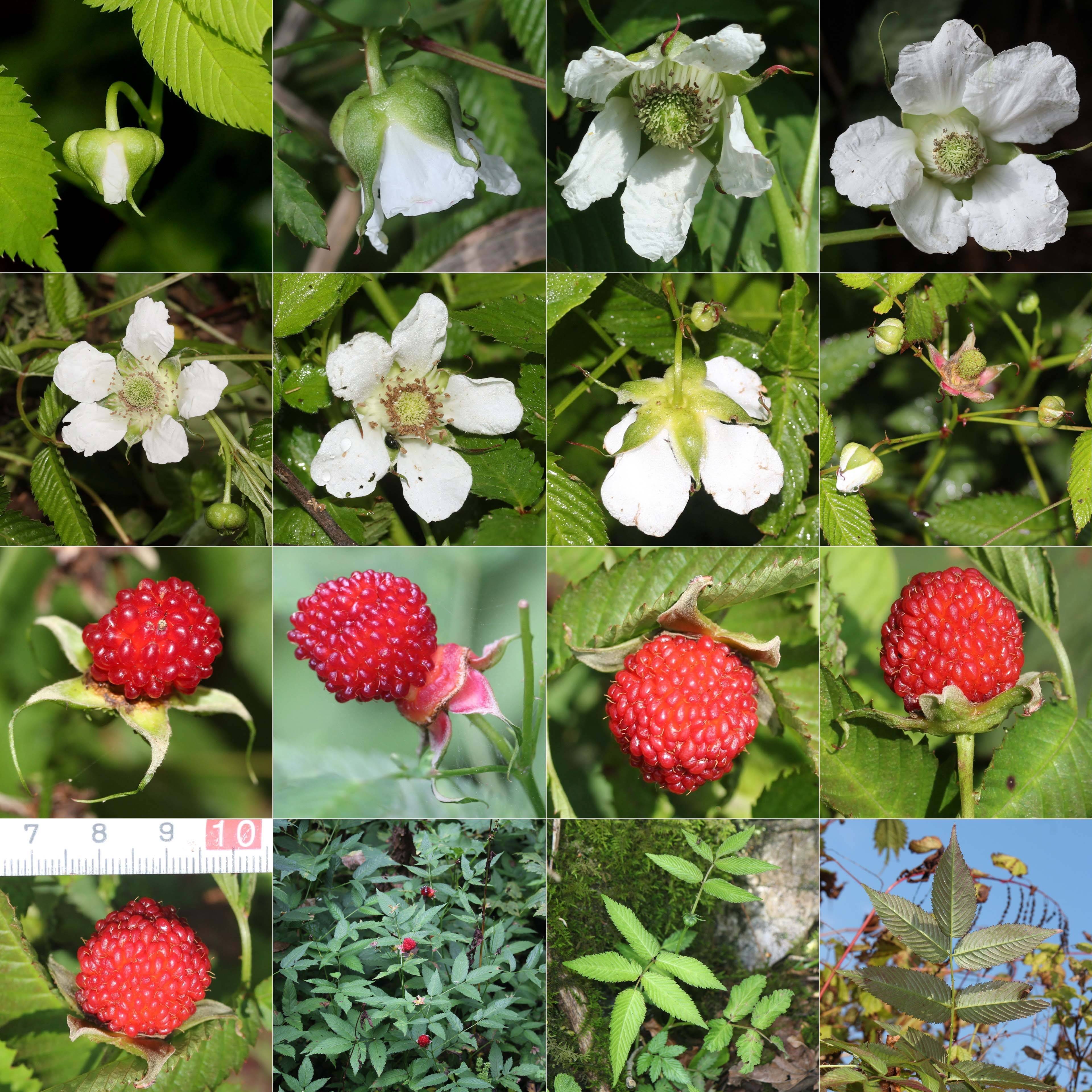Rubus illecebrosus - Framboisier fraise japonais Pot de 2L/3L - Image 1