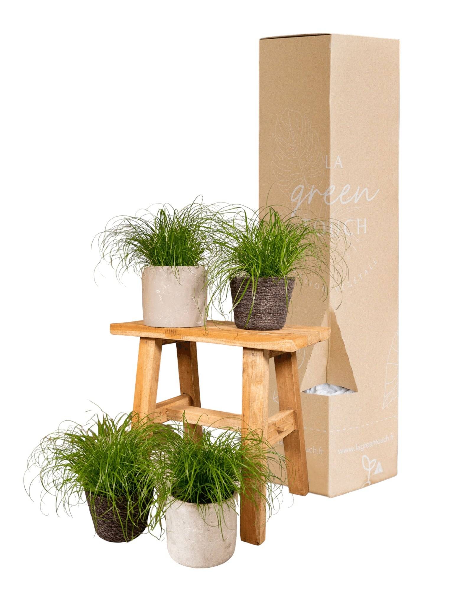 Cyperus Alternifolius () - D12 H20cm