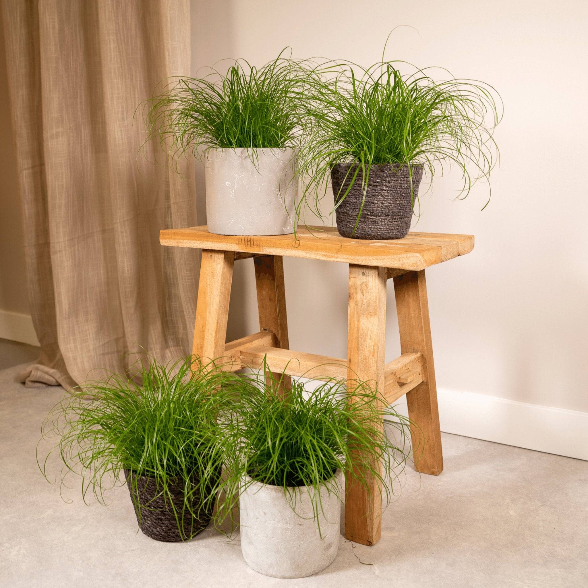 La Green Touch - Cyperus Alternifolius () - D12 H20cm - Image 3