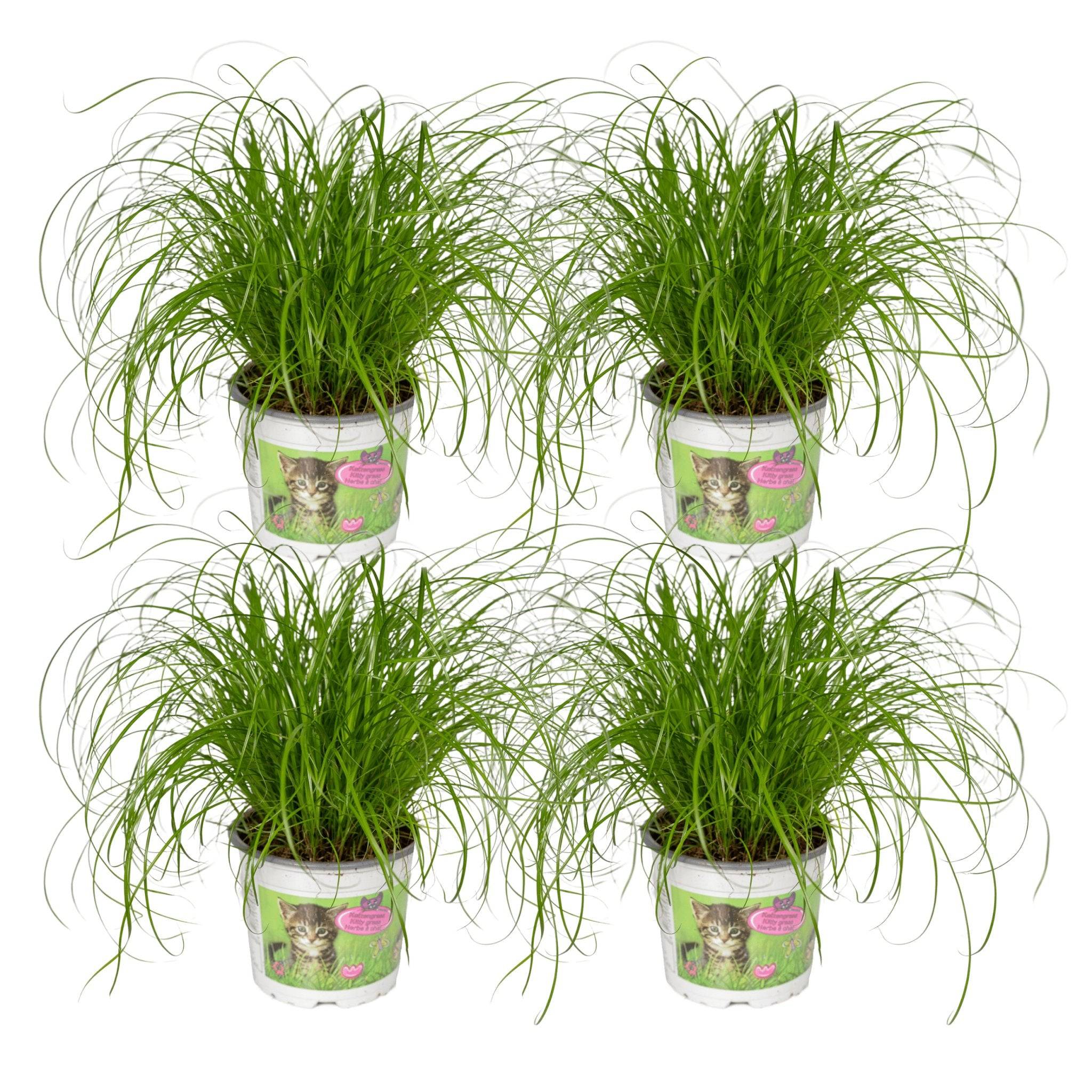 La Green Touch - Cyperus Alternifolius () - D12 H20cm - Image 2