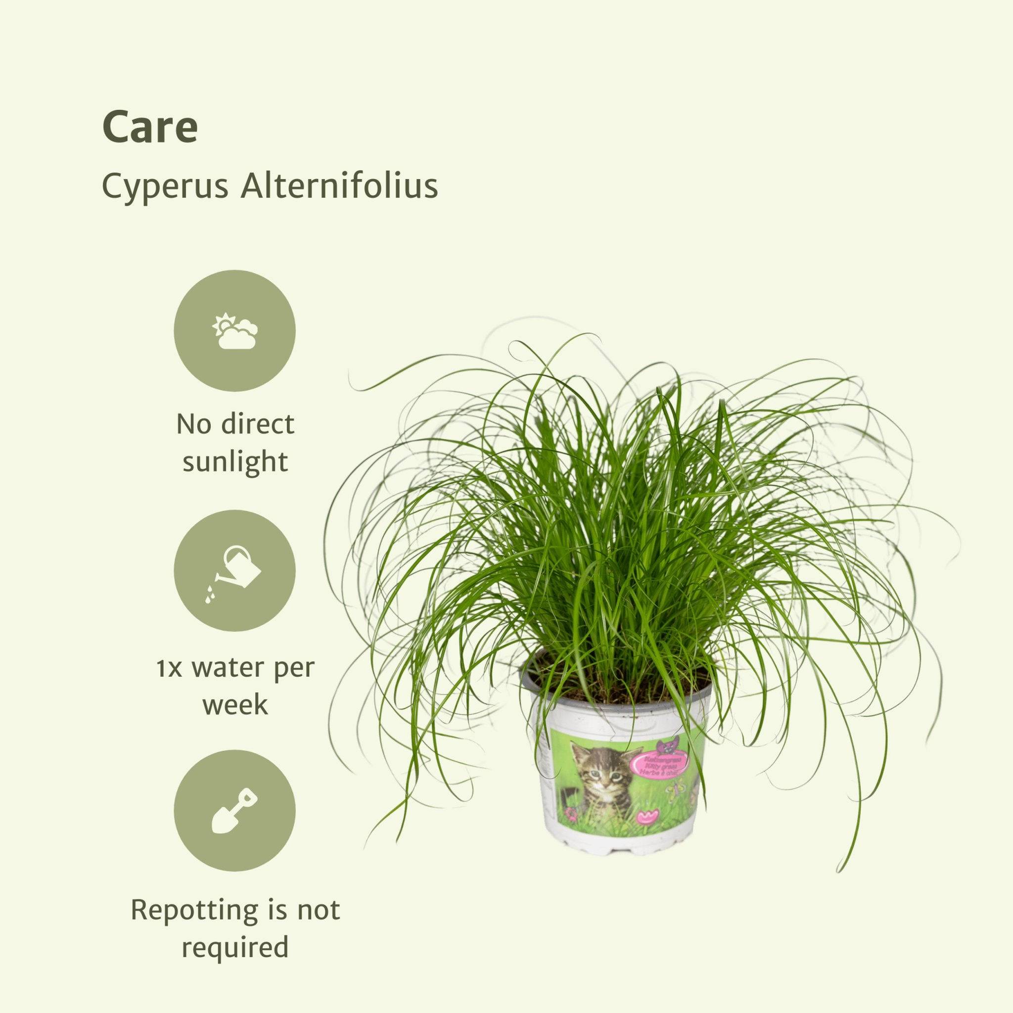 La Green Touch - Cyperus Alternifolius () - D12 H20cm - Image 6