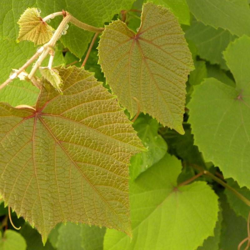 Vigne d'ornement Sunning Dale - Godet - 5/10 cm - Imagen 1