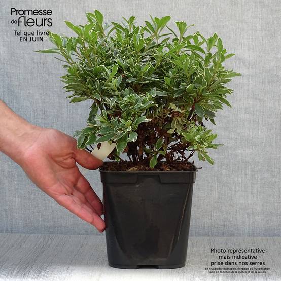 Promesse de Fleurs - Azalée japonaise Hot Shot Pot de 2L/3L - Image 2