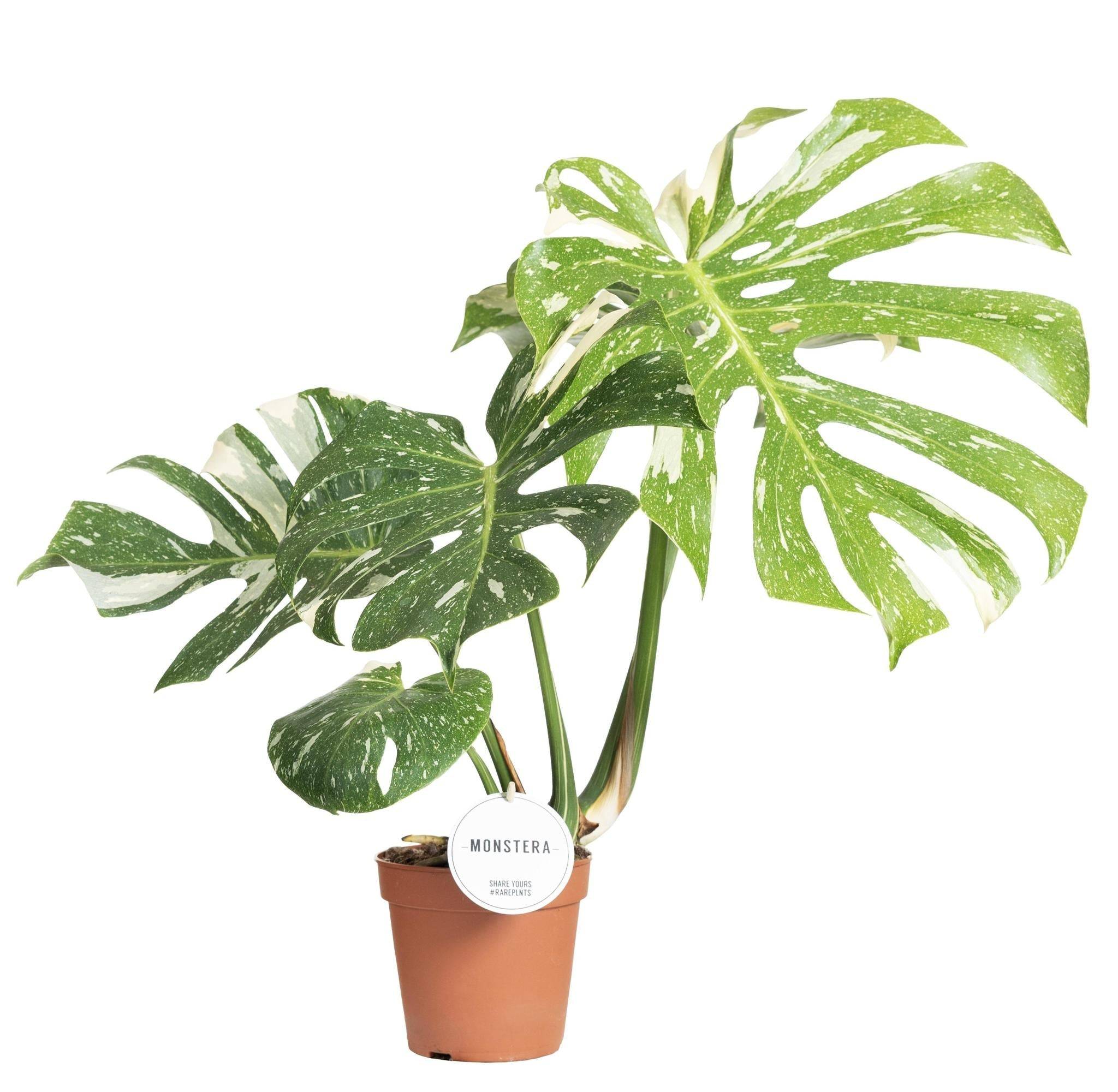 Monstera Thai Constellation- La Green Touch - Imagen 2