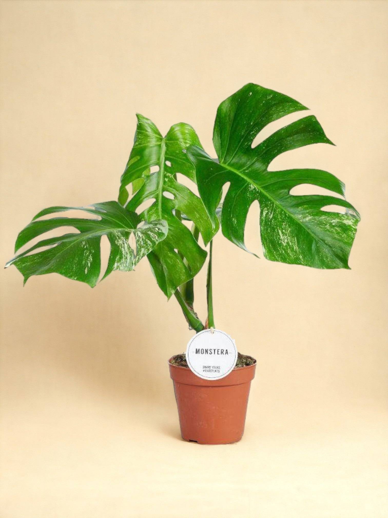 Monstera Thai Constellation- La Green Touch - Imagen 1