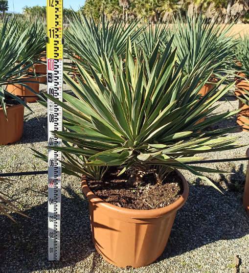 Sans Marque - Acca sellowiana (ananas feijoa ou goyave) exemplaire 175/200cm 180L 180L -taille 175/200cm - Image 4