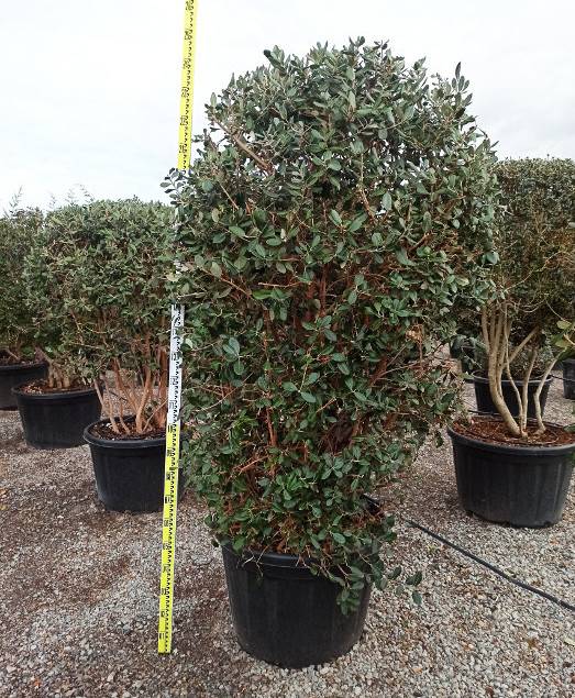 Sans Marque - Acca sellowiana (ananas feijoa ou goyave) exemplaire 175/200cm 180L 180L -taille 175/200cm - Image 1