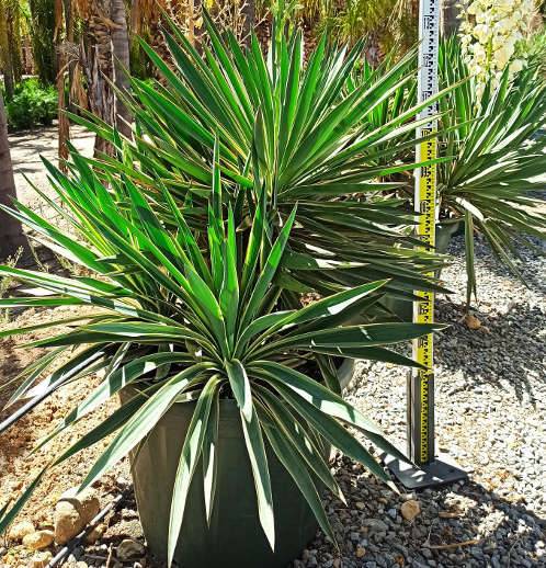 Sans Marque - Acca sellowiana (ananas feijoa ou goyave) exemplaire 175/200cm 180L 180L -taille 175/200cm - Image 5