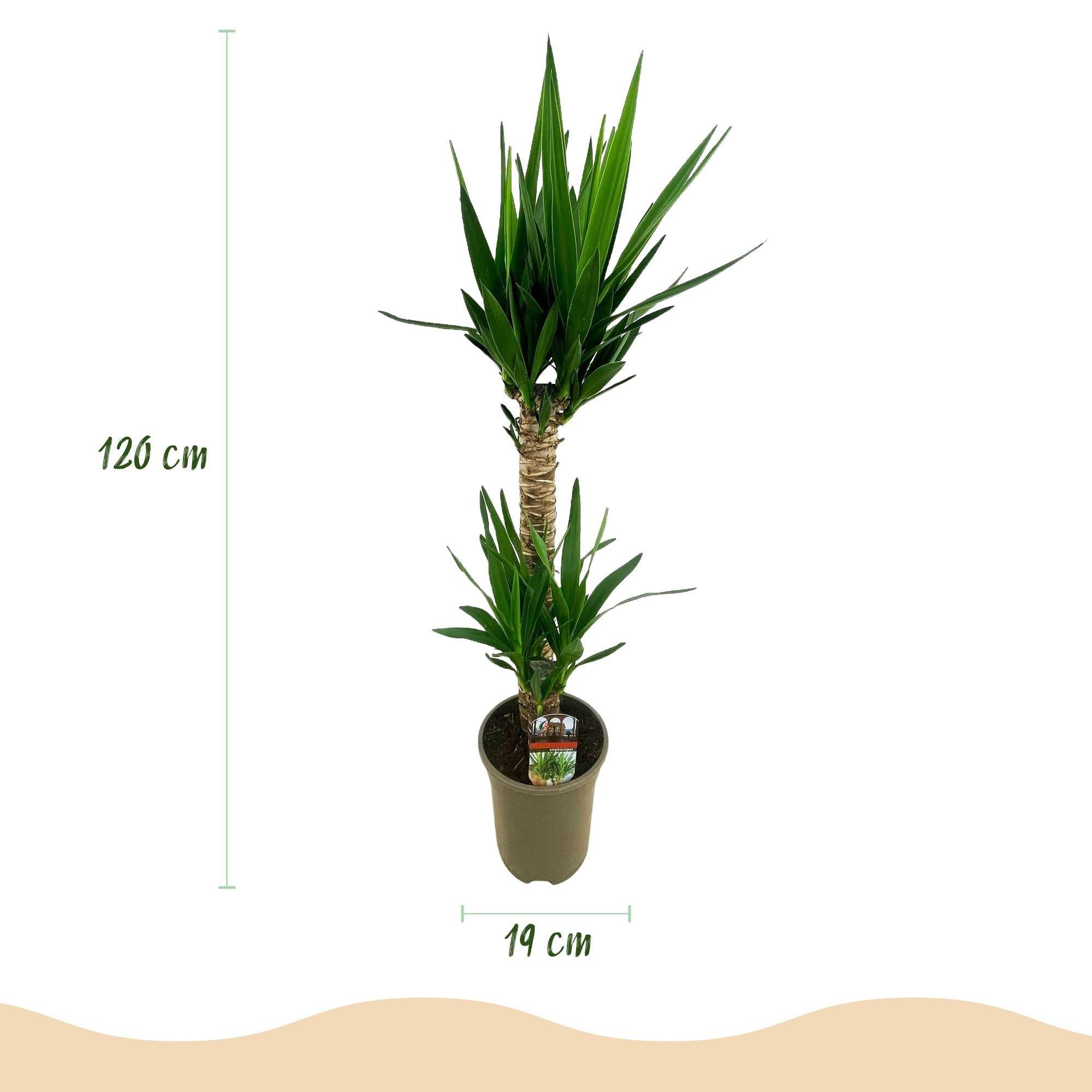 La Green Touch - Yucca Elephantipes - D19 H120cm - Image 4