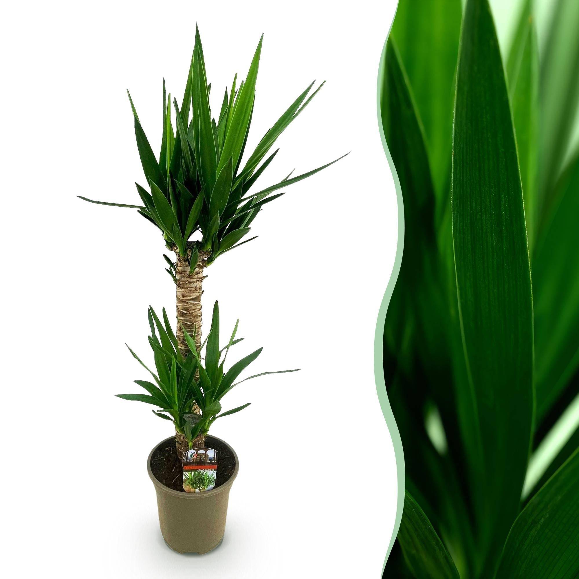 La Green Touch - Yucca Elephantipes - D19 H120cm - Image 2