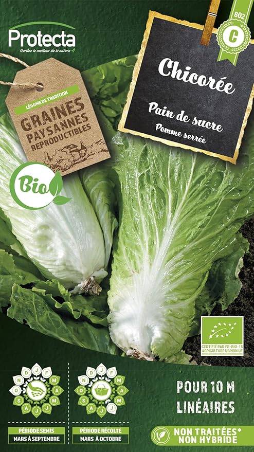 Protecta - Semence Chicorée Pain de Sucre BIO