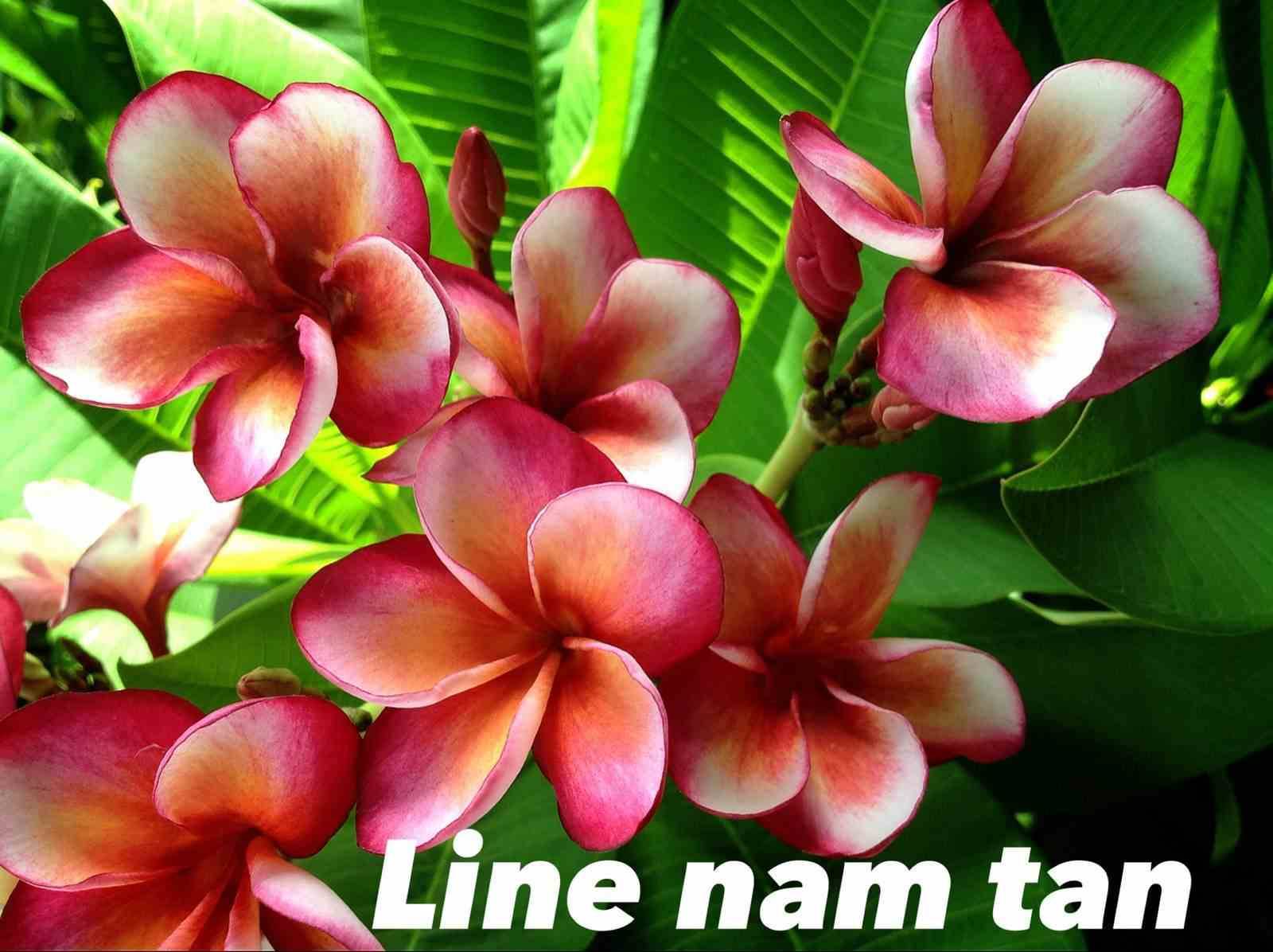 Sans Marque - Plumeria rubra "Ligne Nam Tan" (frangipanier) Taille:Pot de 2 litres ? 20/30 cm - Couleur floraison:rose