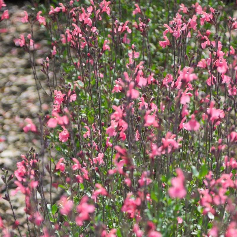 Sauge d'automne Mirage™ Soft Pink à fleurs Rose/ - feuillage Caduc - Pot de 4L - 40/60 cm - Imagen 1