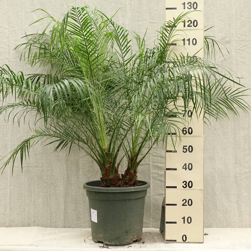 Phoenix roebelinii - palmier dattier nain Pot de 20L/25L - Image 2