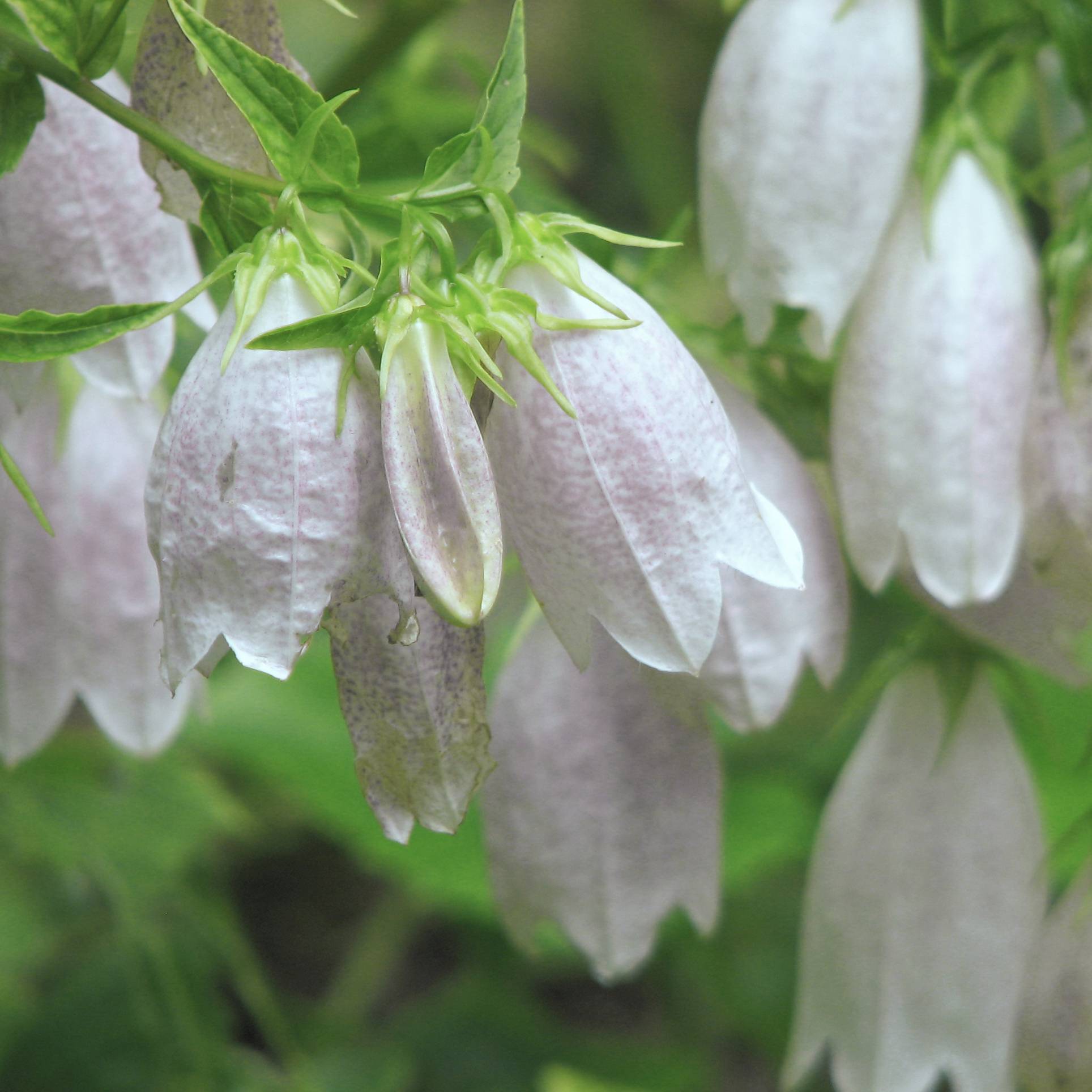 Promesse de Fleurs - Campanule takesimana Alba Godet de 8/9 cm