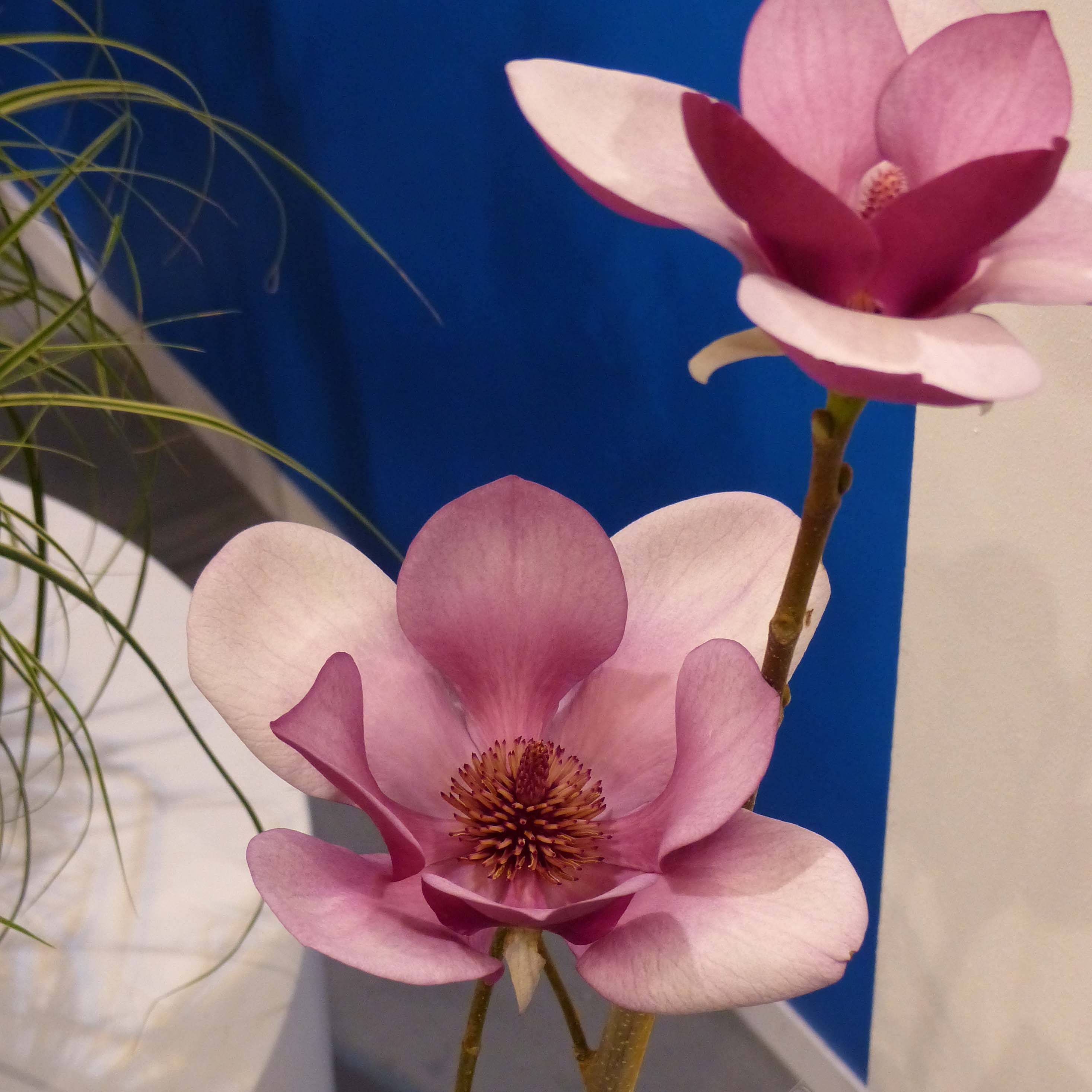 Magnolia x soulangeana Cameo  Pot de 4L/5L