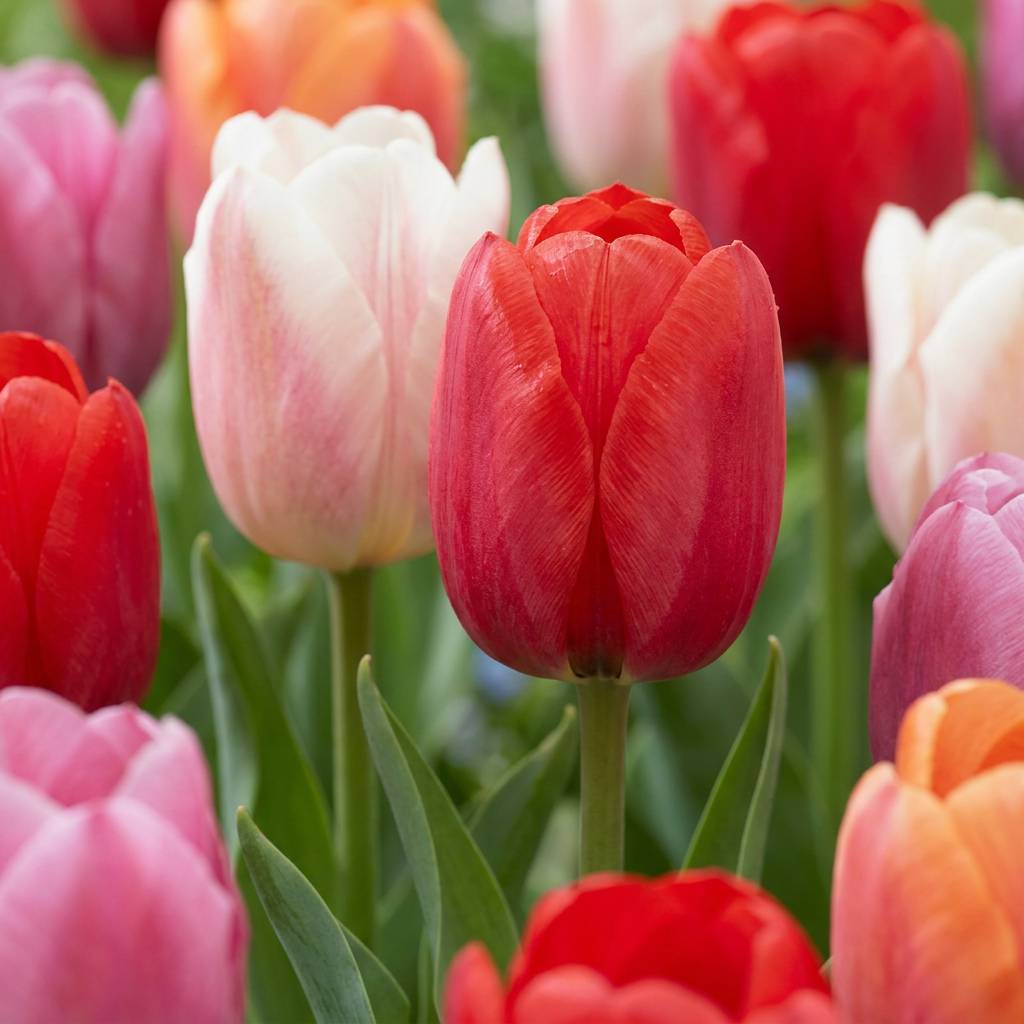 La Green Touch - Tulipe Glowing with pride en mélange - 15 bulbes - calibre 11/12 - Image 1