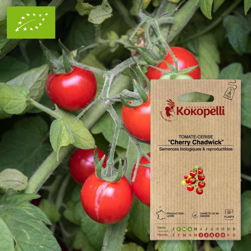 Tomate-Cerise Cherry Chadwick- Graines bio à semer - Imagen 1