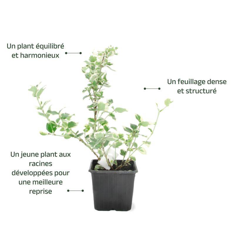 Fusain de Fortune 'Emerald Gaiety' (Euonymus fortunei 'Emerald Gaiety') - Godet - Taille 13/25cm - Pépinières Naudet - Imagen 3